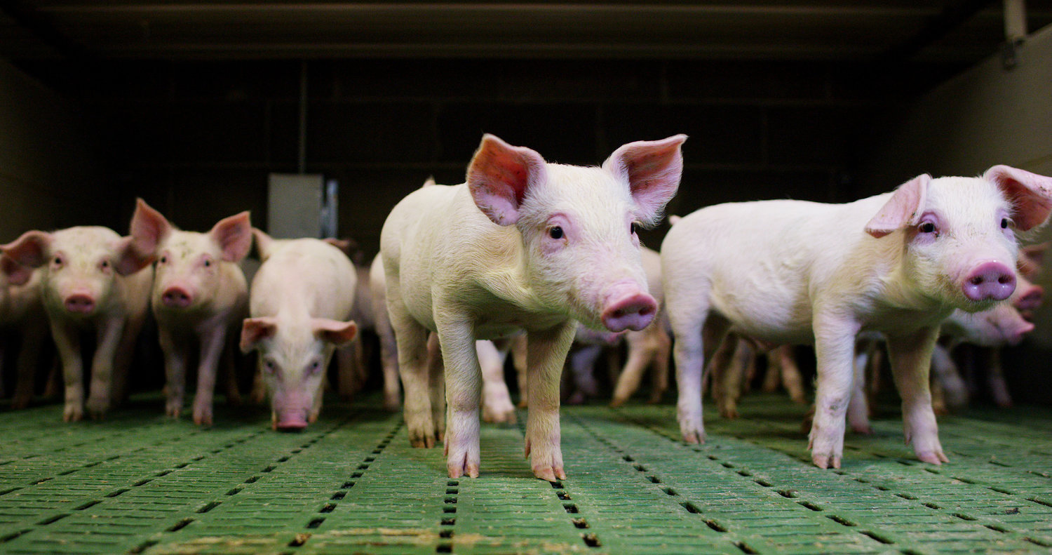 Pigknows%20hog%20software