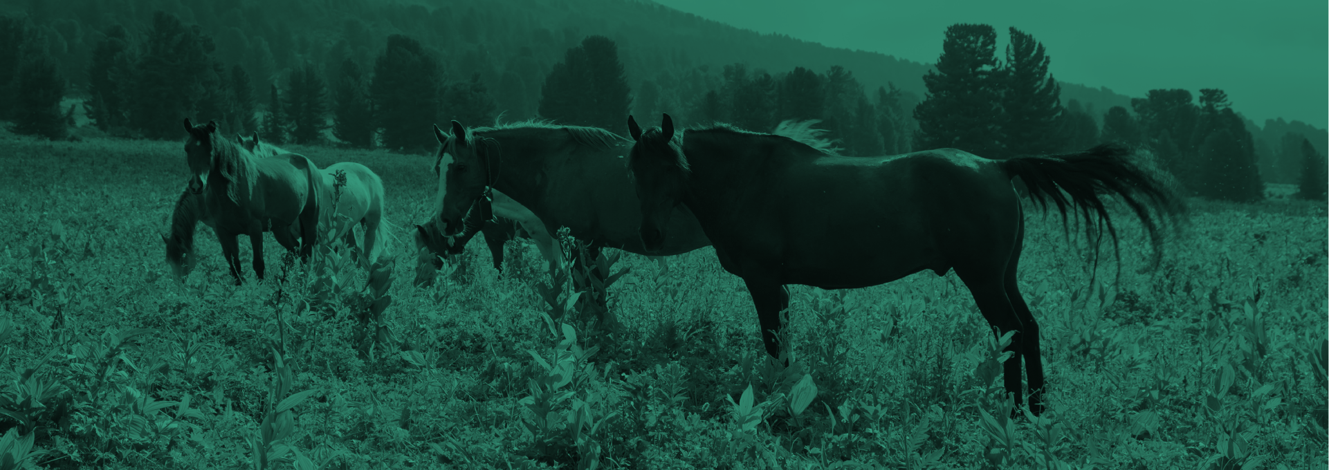 Banner topo reproducao equina