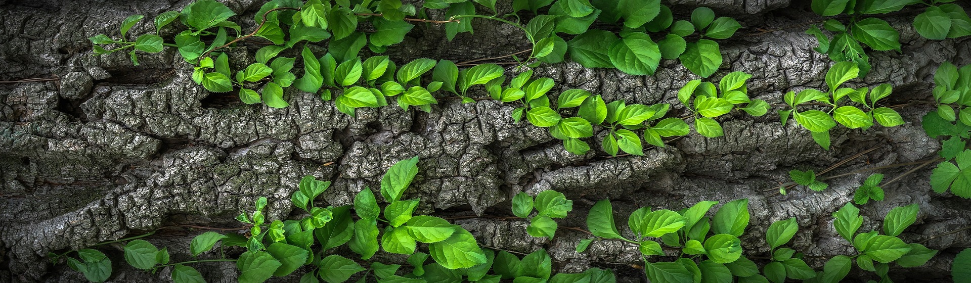 Wood 1350175 1920