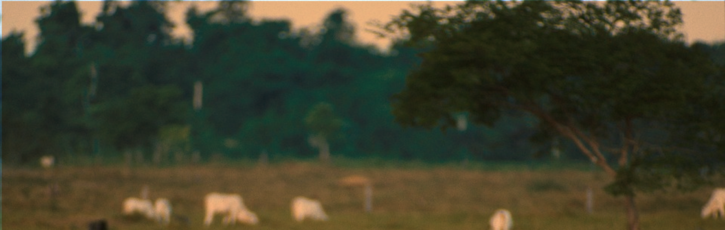 Banner%20curso%20ead