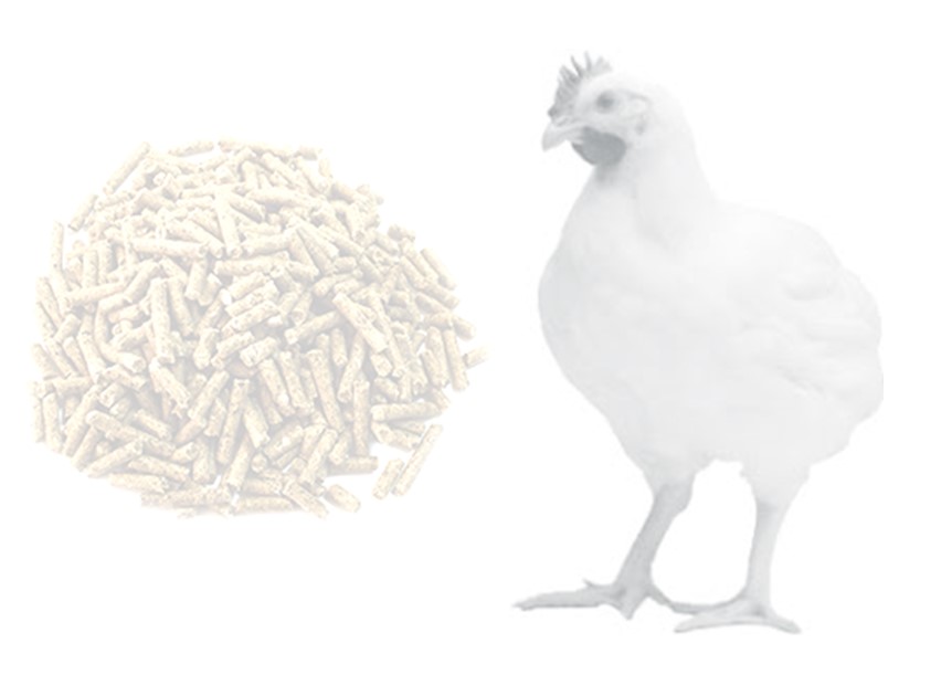 Aves nutricao