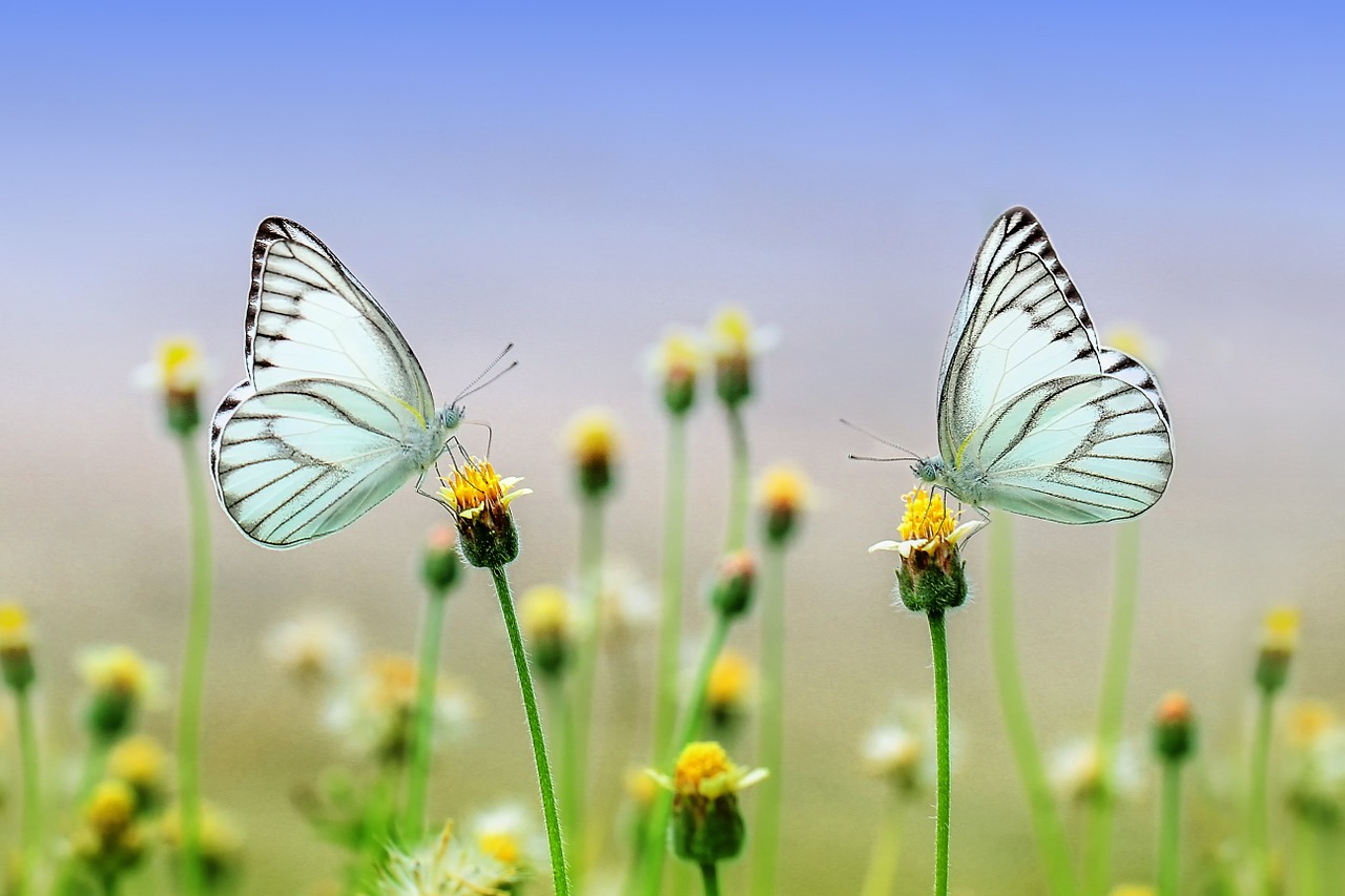 Butterfly 1127666 1280