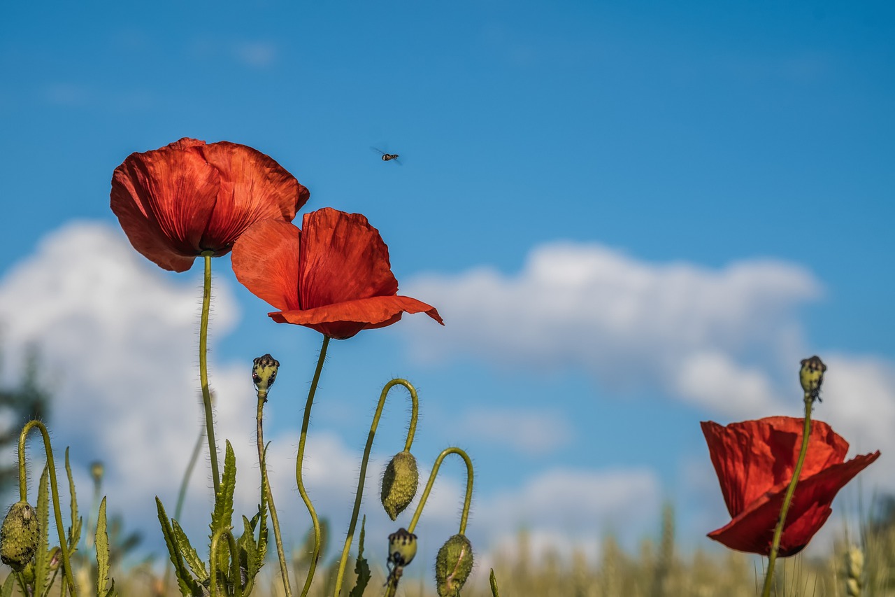 Poppies 4279374 1280