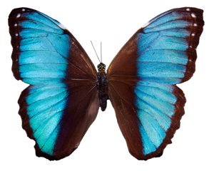 borboleta
